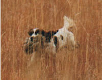 A Field-Bred Springer Spaniel brings in the hunt.